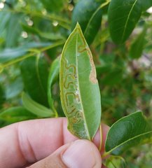 Phyllocnistis meliacella