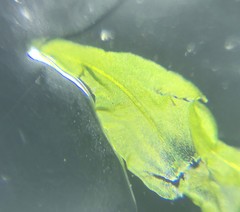Anomodon viticulosus