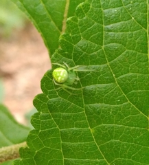Araneus cingulatus