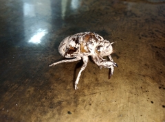 Cryptotympana atrata