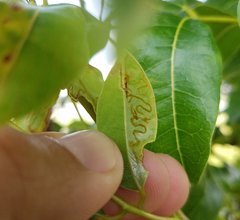 Phyllocnistis meliacella