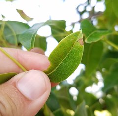 Phyllocnistis meliacella