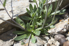 Draba cinerea