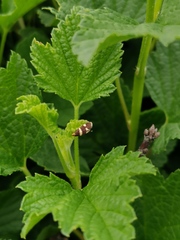 Lampronia capitella