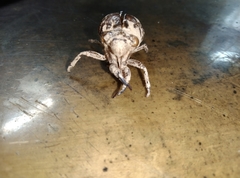 Cryptotympana atrata