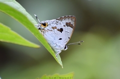 Hypolycaena othona