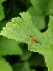 Empis stercorea