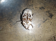 Cryptotympana atrata