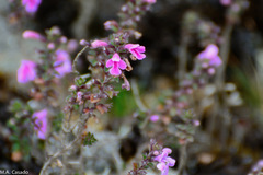 Thymus schimperi