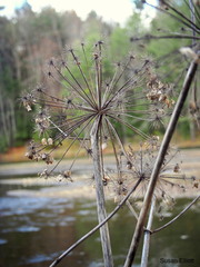 Angelica atropurpurea