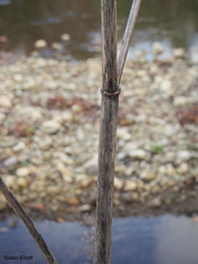 Angelica atropurpurea