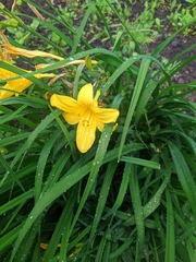 Hemerocallis lilioasphodelus