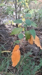 Croton lachnostachyus