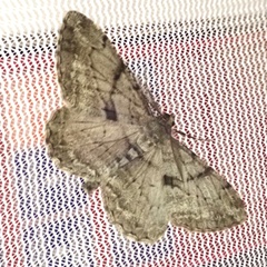 Peribatodes rhomboidaria