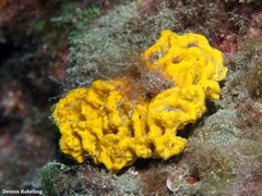 Axinella damicornis