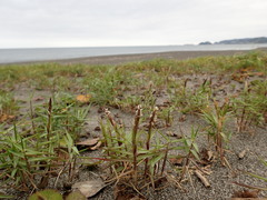 Zoysia macrostachya
