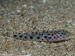 Thorogobius ephippiatus