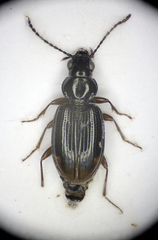 Bembidion guttula