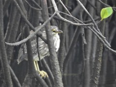 Butorides striata sundevalli