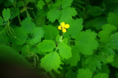 Chelidonium majus