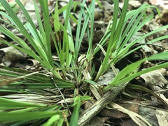 Carex backii
