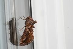 Autographa rubidus