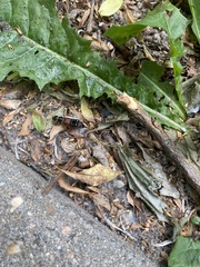 Staphylinus caesareus