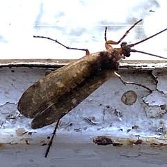 Limnephilus auricula