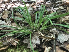 Carex backii