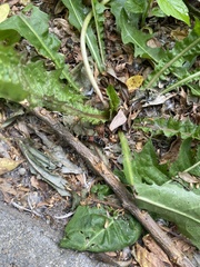 Staphylinus caesareus