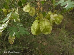 Urvillea chacoensis