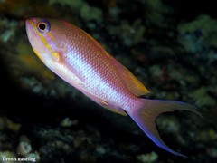 Anthias anthias