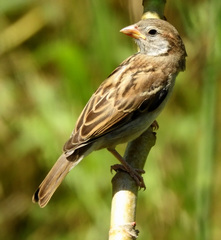 Passer domesticus