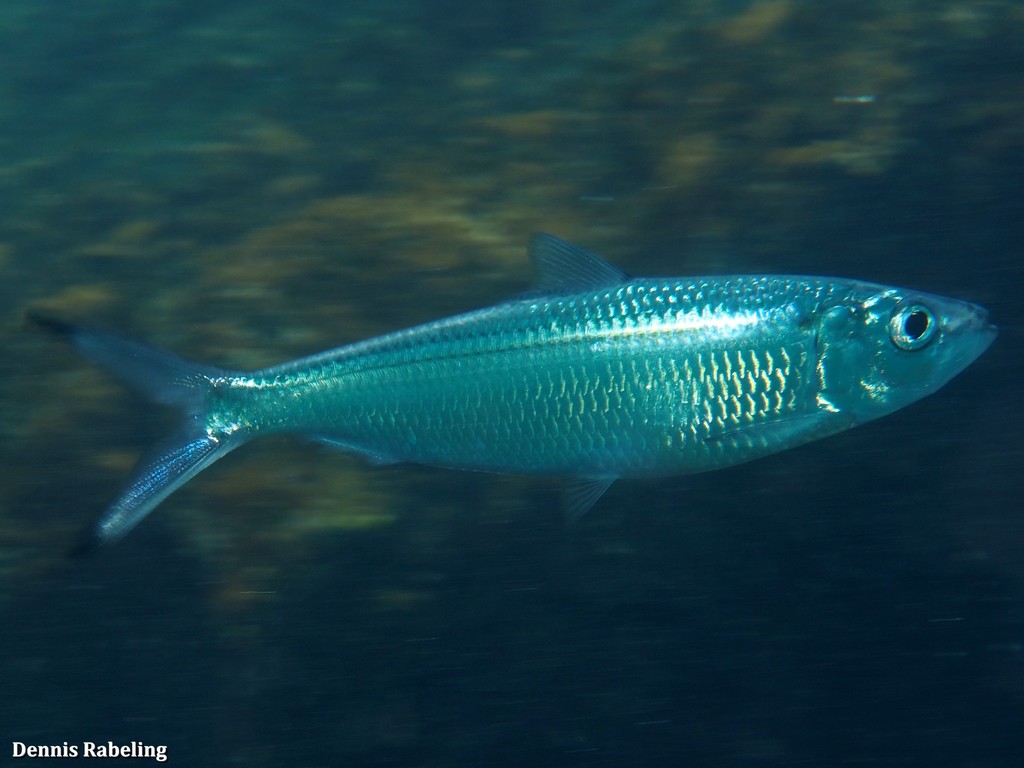 Madeiran sardinella (Sardinella maderensis) — Clupeidae