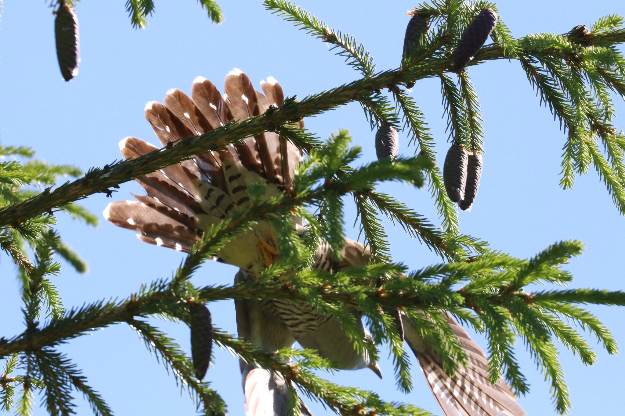 Oriental Cuckoo (Cuculus optatus)
