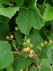 Puccinia caricina