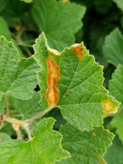 Puccinia caricina