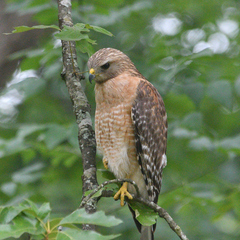 Buteo lineatus