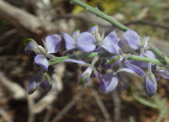 Polygala magdalenae