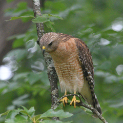 Buteo lineatus