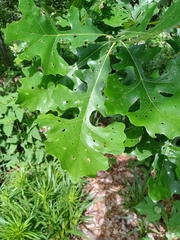 Quercus macrocarpa