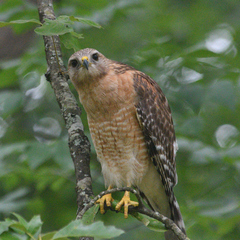 Buteo lineatus