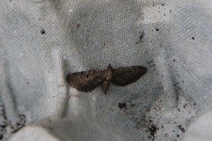 Eupithecia intricata