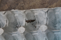 Eupithecia intricata