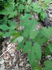 Vitis