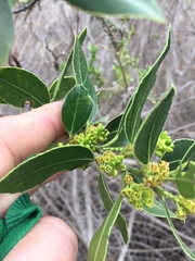 Rhamnus alaternus