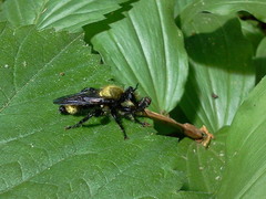Laphria divisor