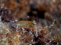 Gnathophyllum elegans