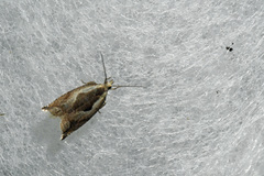 Ancylis sheppardana