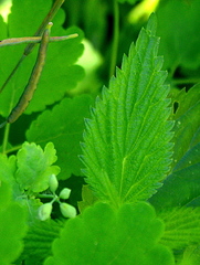 Urtica dioica